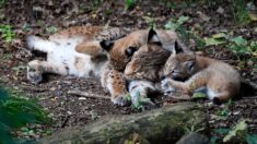 II filme quatre bébés lynx dans une forêt du Doubs : ils se sont approchés à 2 mètres