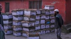 Les apiculteurs du Cachemire indien et leurs abeilles transhument vers le sud en quête de chaleur et de pollen