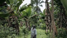 Est de la RDC: une chocolaterie survit dans la fournaise des rebelles ADF