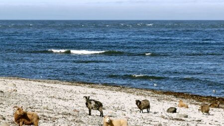 Aux Orcades, le régime aux algues des moutons fait saliver les climatologues