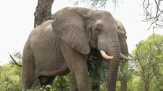 Afrique du Sud : un braconnier présumé piétiné par un éléphant