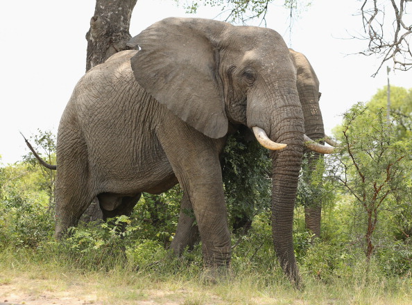 Des éléphants dans le parc Kruger, en Afrique du Sud, en 2013. (Photo by Ian Walton/Getty Images)