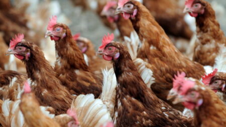 Oise : pour sauver de l’abattoir 10 700 poules pondeuses, une association propose une vente en ligne