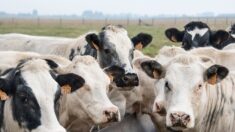 « On a jusqu’à 40 % d’augmentation aujourd’hui sur les charges », se désespère un éleveur en Dordogne
