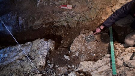 Pyrénées-Orientales : les ossements d’un lion de 400 kg faisant « le double de la taille » des lions actuels découverts dans une grotte