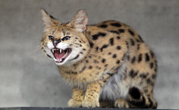 Un serval  (SEBASTIAN WILLNOW/DDP/AFP via Getty Images)