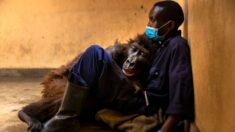 Une célèbre gorille orpheline secourue en 2007 meurt dans les bras de son gardien : « Il l’aimait comme sa fille »