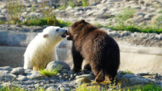 Vidéo : un petit grizzly orphelin rencontre un ourson polaire après son arrivée au zoo de Détroit