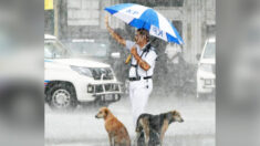 Une photo montre deux chiens trempés par la pluie, abrités par un agent de la circulation sous son parapluie
