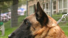 Charente : un chien de gendarme « décoré pour l’ensemble de son œuvre »