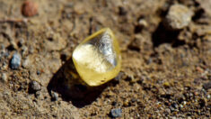 Une femme trouve un diamant jaune en forme de poire de 4,38 carats dans un parc territorial