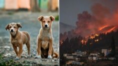 Près de 100 chiens sont sauvés lors de l’éruption du volcan de La Palma et attendent de retrouver leurs propriétaires