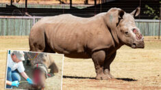 Un rhinocéros moribond, braconné pour ses cornes, connaît une fin heureuse après avoir donné naissance à un petit : « Il mérite de vivre »