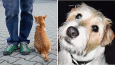 Un homme, son chat et son chien fidèle, qui lui avait sauvé la vie, meurent à quelques mois d’intervalle