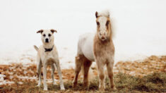 « C’est vraiment spécial » : un cheval miniature et une chienne secourus partagent un lien incroyable entre eux