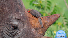 Un guide de safari prend une photo étonnante d’un petit oiseau qui câline la corne d’un rhinocéros au repos
