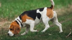 Oise : un automobiliste anti-chasse percute volontairement un chien de chasse