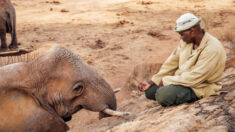Une mère éléphant rend visite à l’homme qui l’a élevée dix ans après avoir été libérée