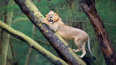 Au Kenya, un photographe capture un lion réfugié dans un arbre, terrifié par le troupeau de 100 buffles en colère qui le poursuit