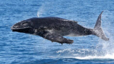 Un guide touristique photographie un baleineau à bosse semblant s’élever dans les airs dans une série parfaitement synchronisée