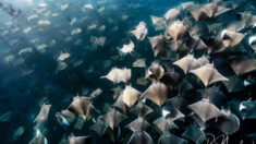 Un banc de milliers de raies Mobula à Baja émerveille les plongeurs – les photos sont surréalistes