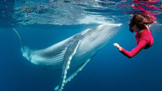 Une incroyable séance de photos montre la rencontre époustouflante d’un plongeur avec un baleineau à bosse