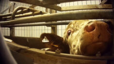 Saône-et-Loire : L214 s’infiltre  dans l’abattoir Bigard de Cuiseaux et dénonce de « graves carences » des services vétérinaires