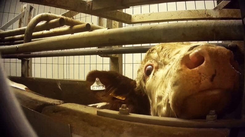 Une vache dans le couloir de la mort à l'abattoir Bigard de Cuiseaux. (Photo: crédit L214)