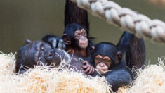 Vidéo : tendre adoption d’un bébé chimpanzé par sa tante