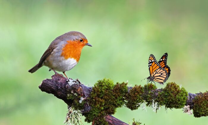 Vous ne penseriez pas que nous pourrions apprendre beaucoup des oiseaux, mais vous vous trompez. Vivre léger et profiter de la vie, c'est vraiment pour les oiseaux. (Fercast/Shutterstock)