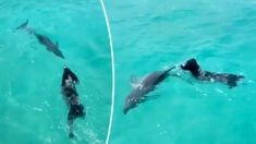 Un dauphin sauvage de 40 ans présente son petit à son meilleur ami depuis 7 ans, un chien