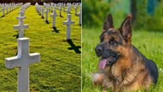 Un chien fidèle se rend chaque jour sur la tombe de son maître