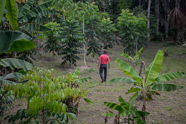 Le nord de la forêt amazonienne péruvienne, le 24 novembre 2018. Le séisme a frappé la jungle dans le Nord du pays. Photo ERNESTO BENAVIDES / AFP via Getty Images.