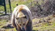 Un chasseur blessé tue une ourse en Ariège : un accident qui questionne la cohabitation