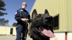 Tours : une chienne de la brigade des stupéfiants reçoit une médaille d’or, une première dans le département