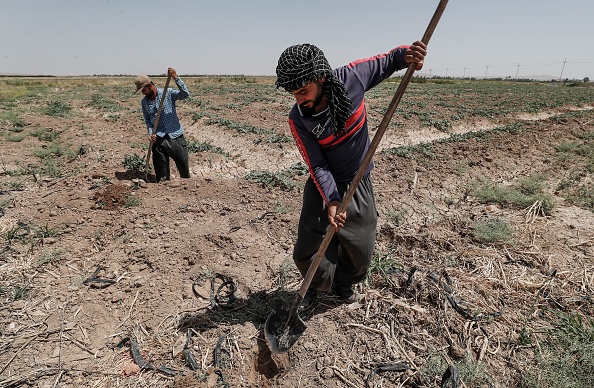 Des agriculteurs irakiens travaillent dans une ferme au nord-est de l'Irak, le 24 juin 2021.  L'Irak connaît cette année une crise de l'eau en raison du manque de pluie et du faible niveau du Tigre et de l’Euphrate. Photo par AHMAD AL-RUBAYE / AFP via Getty Images.