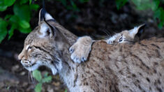Doubs : en rentrant d’un repas de famille en pleine nuit, elle tombe sur une maman lynx et ses trois petits