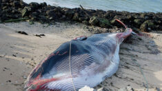 Une baleine de 19 mètres s’échoue dans le port de Calais