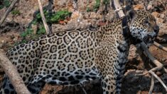 La déforestation de l’Amazonie menace le jaguar et la harpie féroce