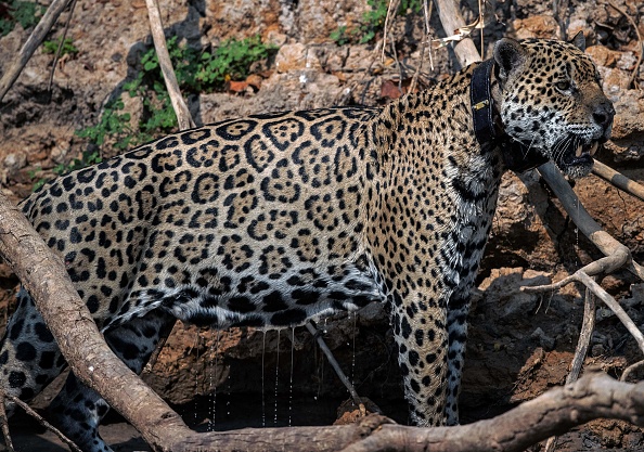 Le jaguar sauvage Ousado a été sauvé des incendies et soigné pour ses blessures, vu avec son collier de suivi, Brésil, le 3 septembre 2021. Photo de Carl DE SOUZA / AFP via Getty Images.