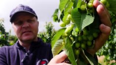 Les fruiticulteurs australiens face au casse-tête de la récolte