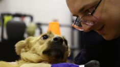 Russie : un vétérinaire pose 4 pattes artificielles à une chienne torturée