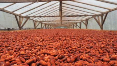 A Sao Tomé, « l’île chocolat », la filière cacao mise sur le haut de gamme