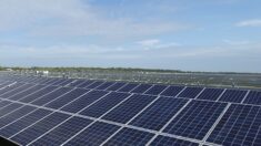 Des crapauds bloquent le chantier de la plus grande centrale photovoltaïque de Bretagne