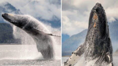 Une femme quitte son emploi et se consacre à photographier de somptueuses de baleines à bosse en Alaska