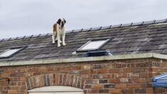 Une famille dont le chien s’est égaré le retrouve sur le toit