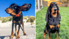 Un Coonhound aux oreilles tombantes bat le record mondial Guinness des plus longues oreilles pour un chien
