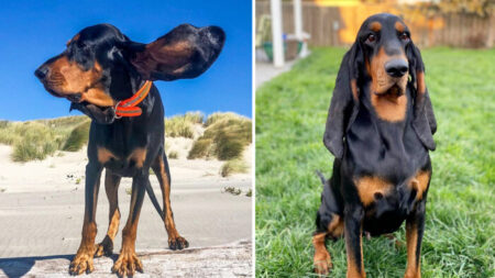 Un Coonhound aux oreilles tombantes bat le record mondial Guinness des plus longues oreilles pour un chien