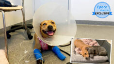Un chien gravement blessé sauve son frère canin d’une attaque de serpent et rentre chez lui après quatre semaines de convalescence