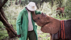 Photos : le lien émotionnel et amusant entre des éléphants orphelins et leurs gardiens
